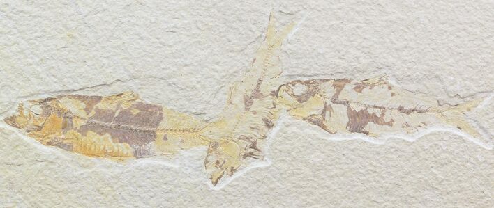 Multiple Knightia Fossil Fish Plate - x #42457